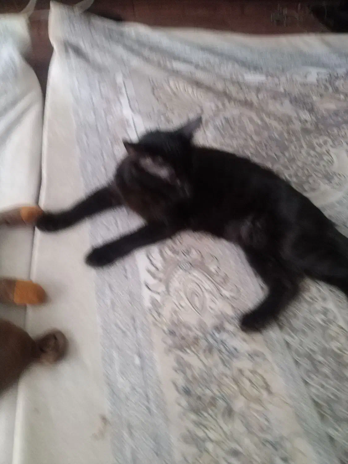 واگذاری گربه|گربه|رباطکریم, مسکن مهر آبشناسان|دیوار