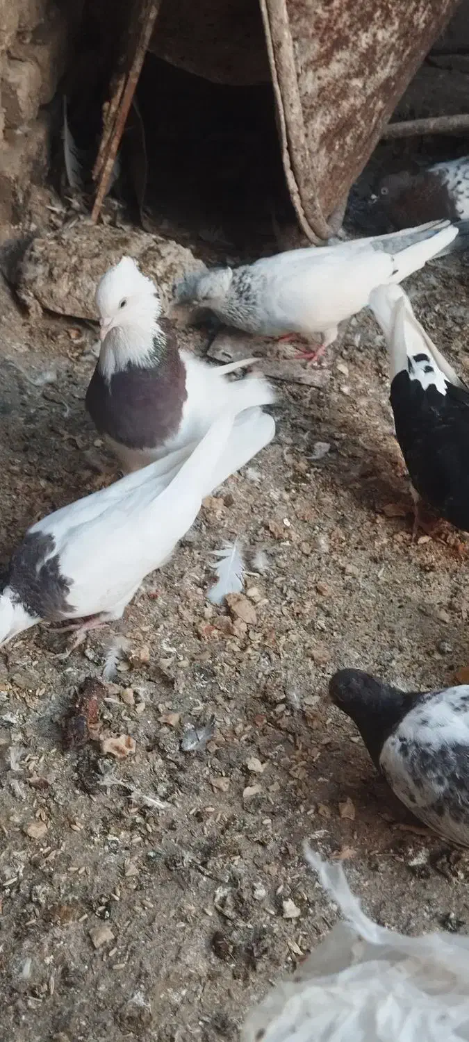 ۴ عدد کبوتر باهم برای نو بازی|پرنده|مشهد, شهید رضوی|دیوار