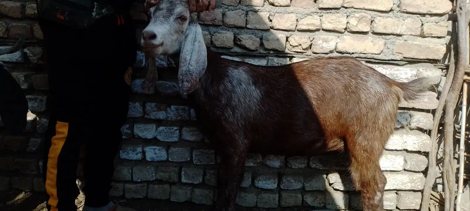 بز وبزغاله|حیوانات مزرعه|انبارآلوم, |دیوار
