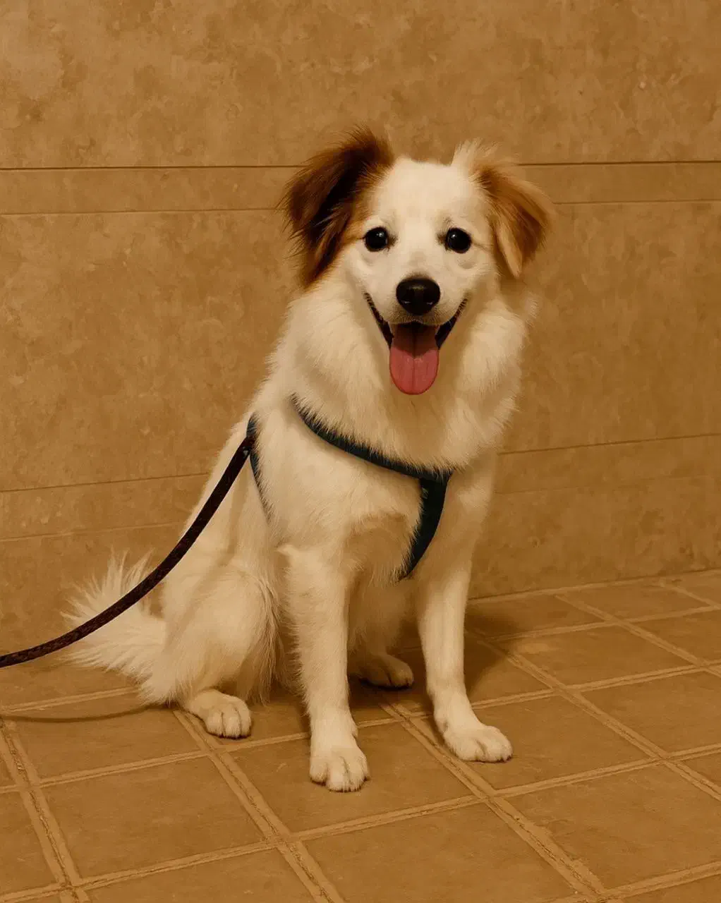 واگذاری سگ- رایگان نیست|سگ|کاشان, فاز ۲ ناجی آباد|دیوار