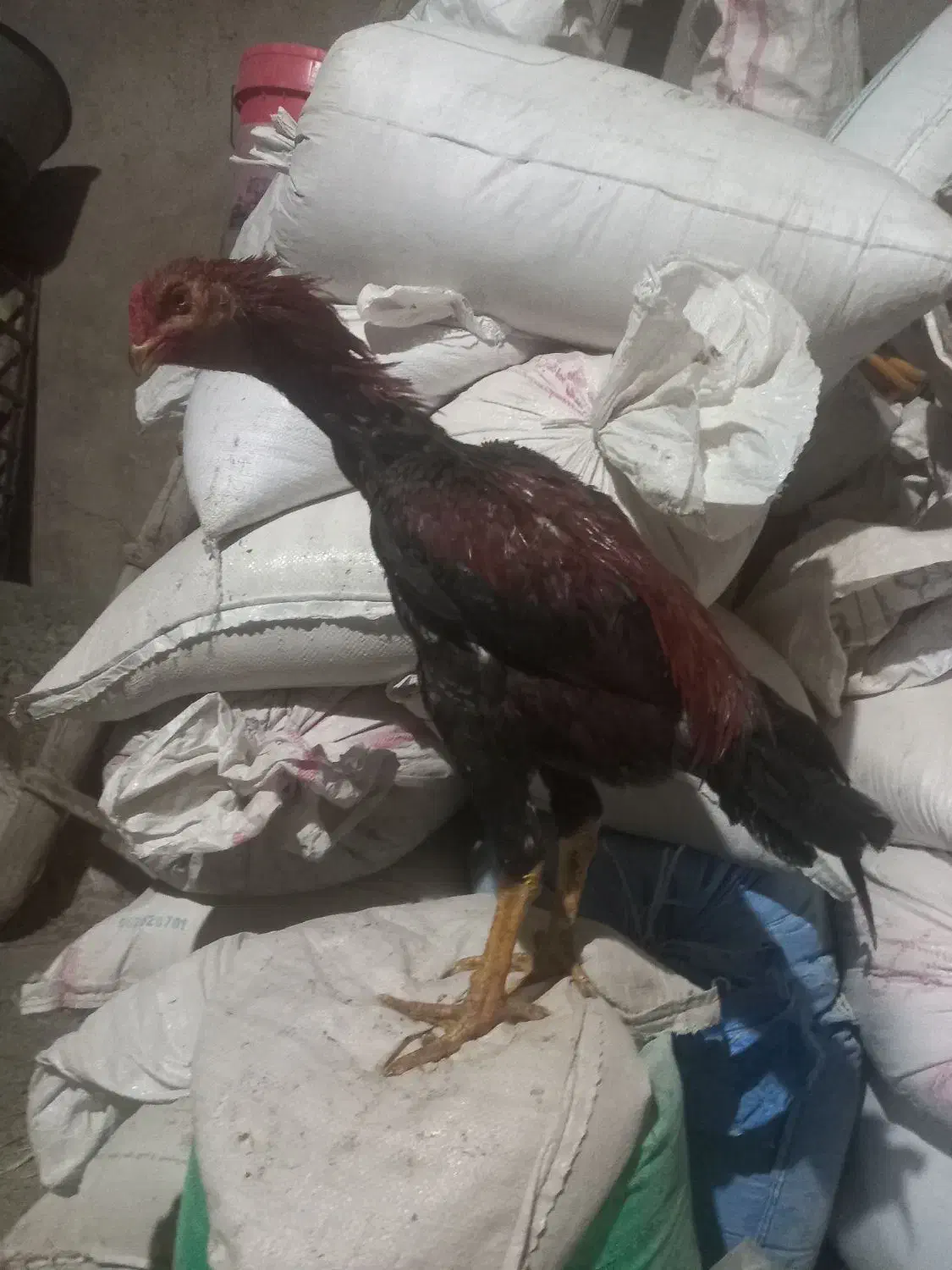 جوجه خروس لاری ۵ماهه از بهترین نژاد|حیوانات مزرعه|شاهین دژ, |دیوار