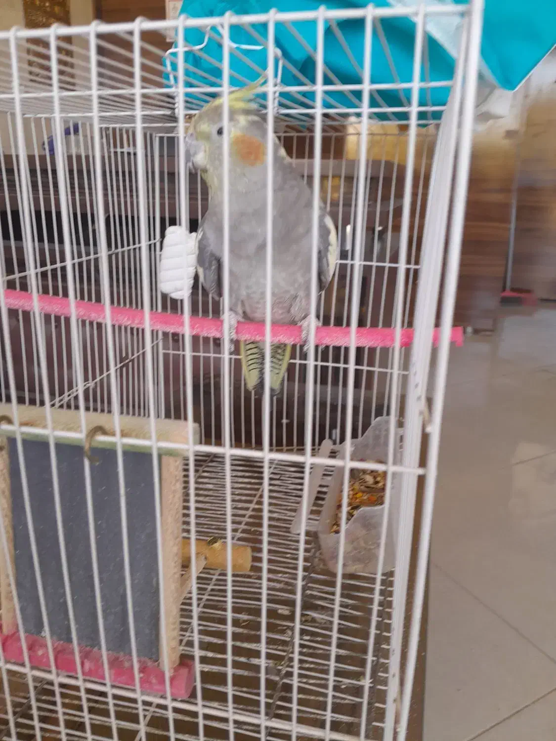 عروس هلندی|پرنده|مشهد, شهرک مهرگان|دیوار