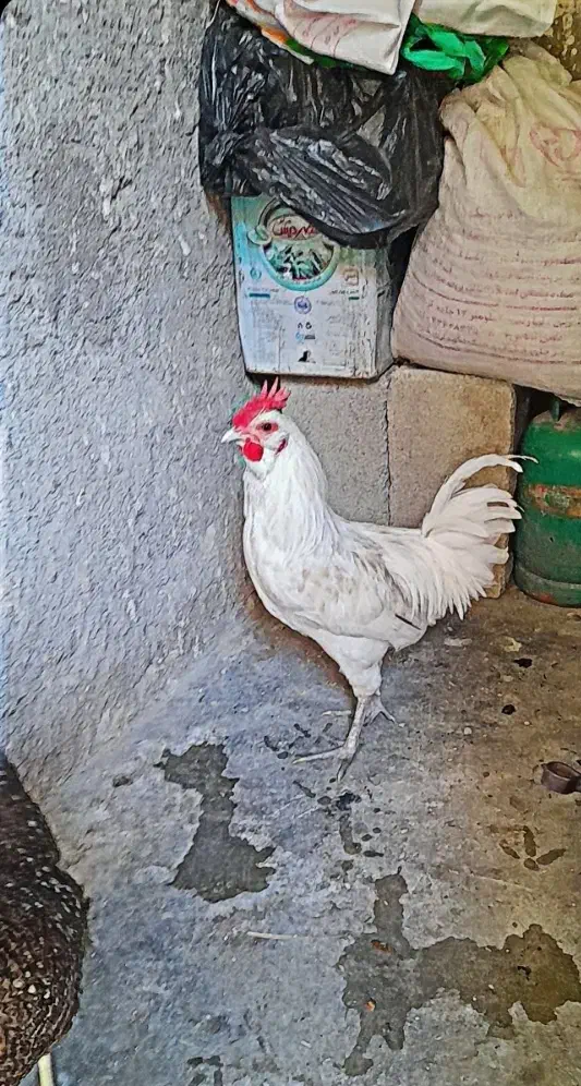 خروس لری ریشو اصیل|حیوانات مزرعه|مسجد سلیمان, |دیوار