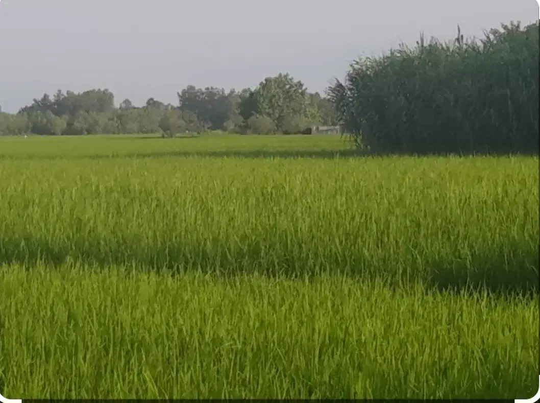 فروش زمین برنج کاری(پاریو)|فروش دفتر صنعتی، کشاورزی، تجاری|لردگان, |دیوار