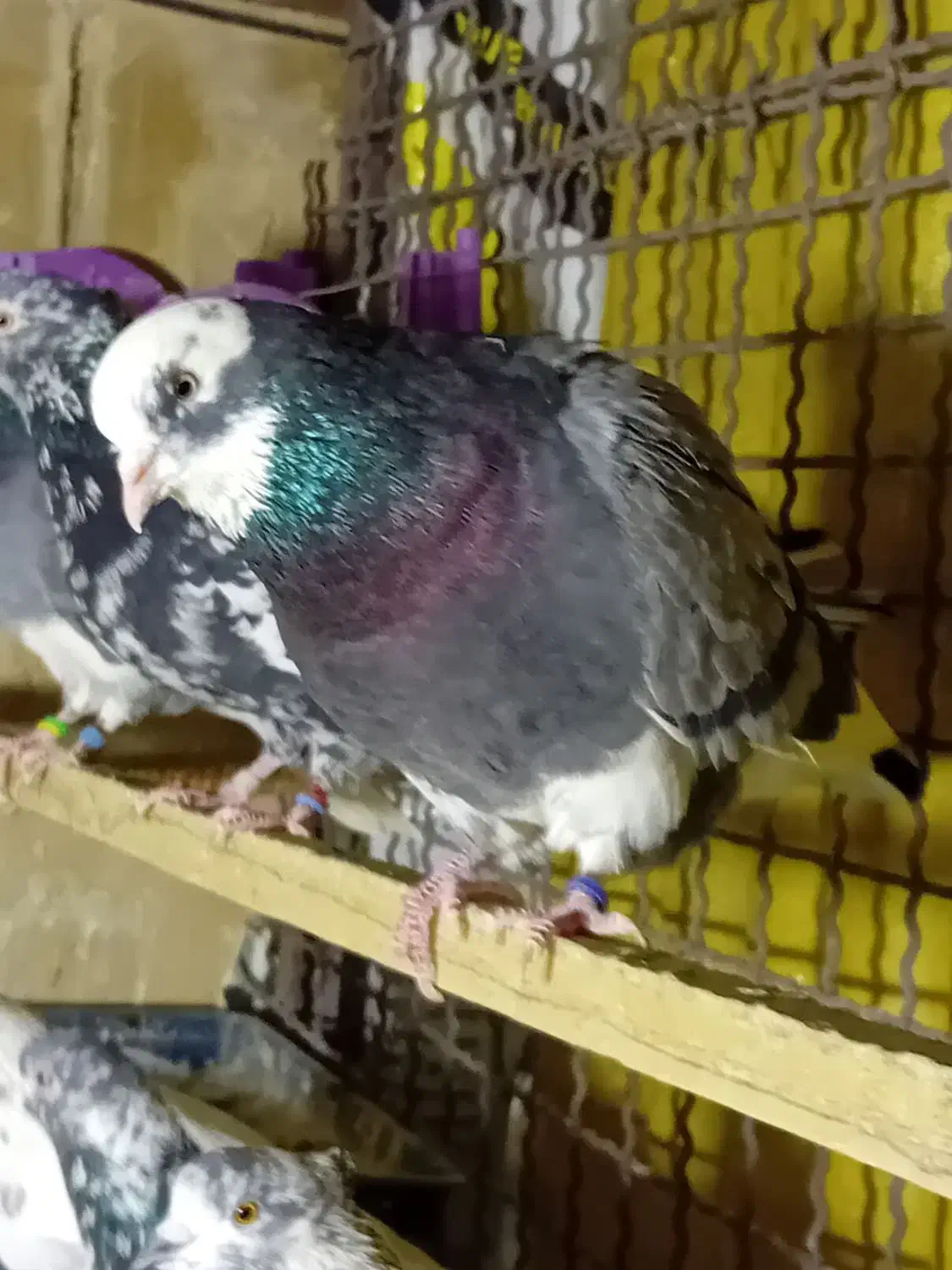 کبوتر پرشی|پرنده|شهر ری, سیزده آبان|دیوار