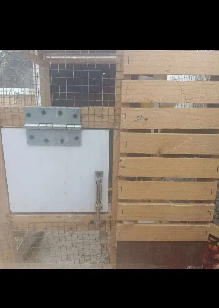 فنچ|پرنده|زاهدان, |دیوار