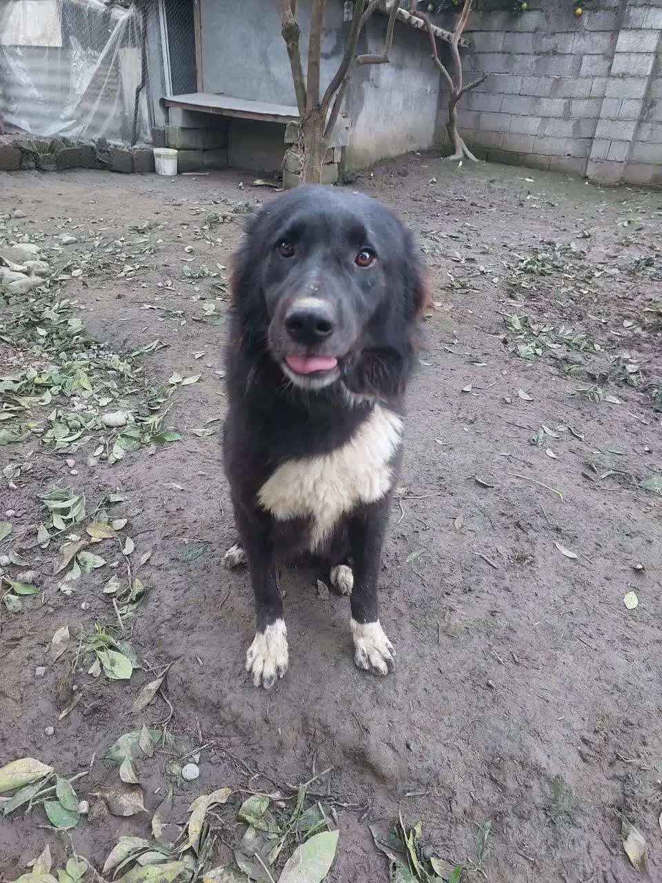 سگ قدر جانی و سگ ژرمن جفت نر|سگ|خرمآباد (تنکابن), |دیوار