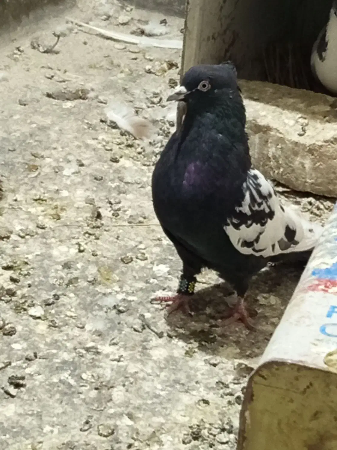 کفتر|پرنده|مشهد, امیرآباد|دیوار