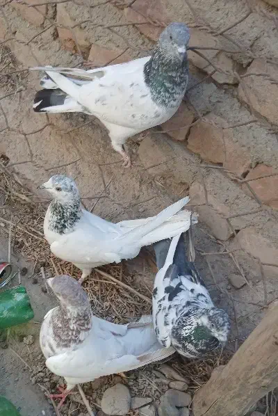 کبوتر|پرنده|بمپور, |دیوار