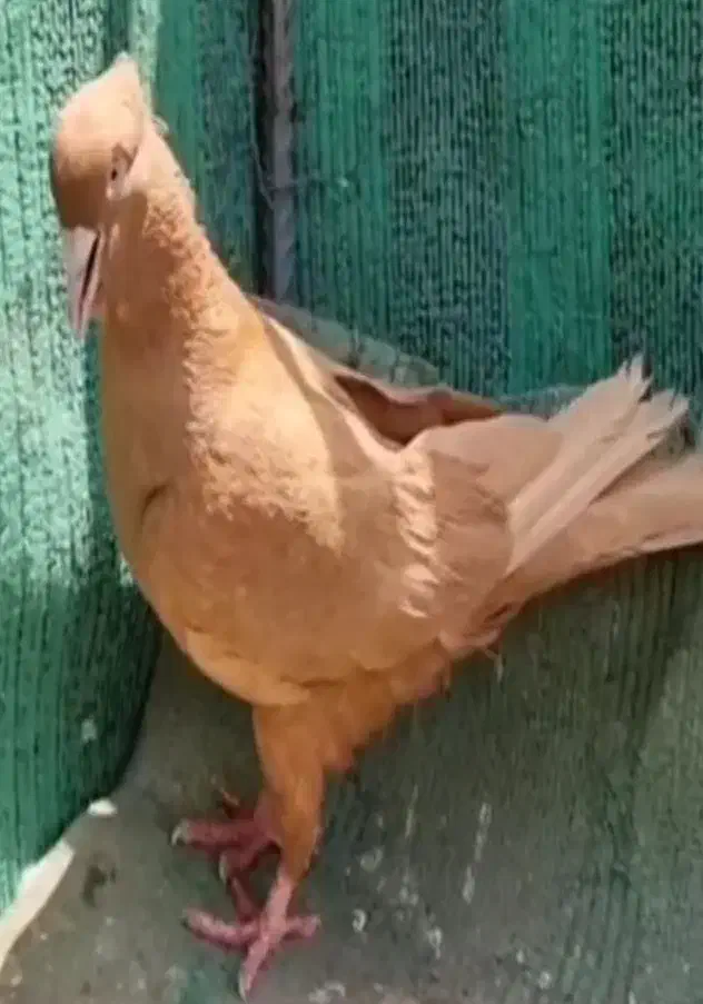 کبوتر زرد|پرنده|قزوین, |دیوار