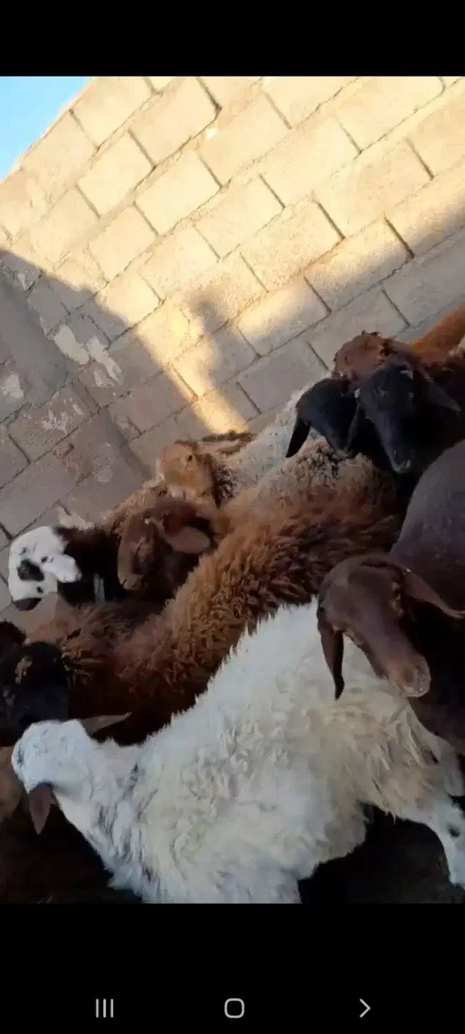 بره نر|حیوانات مزرعه|فریمان, |دیوار