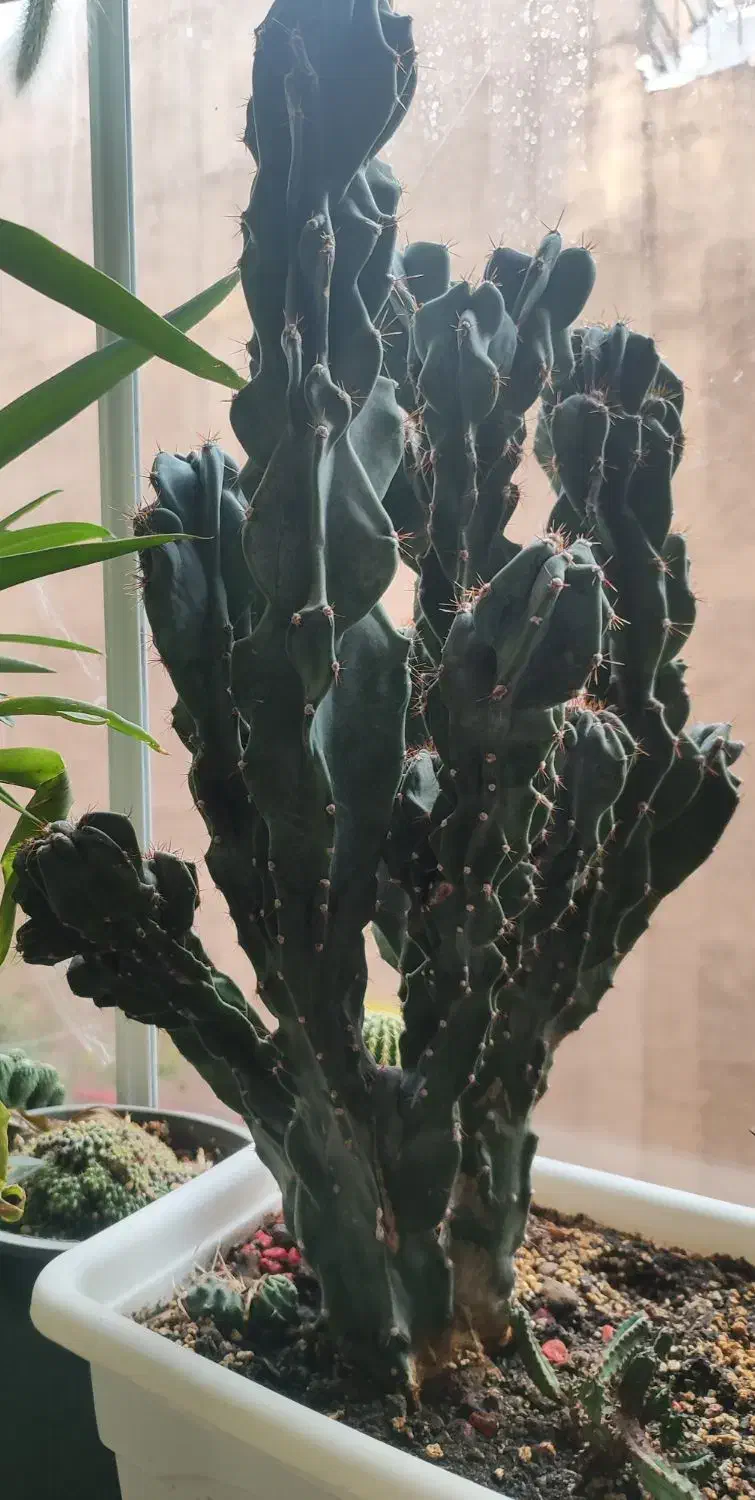 گل های زیبا|گل و گیاه طبیعی|تبریز, |دیوار