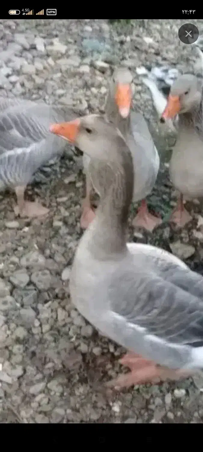 غاز|حیوانات مزرعه|ایرانشهر, |دیوار