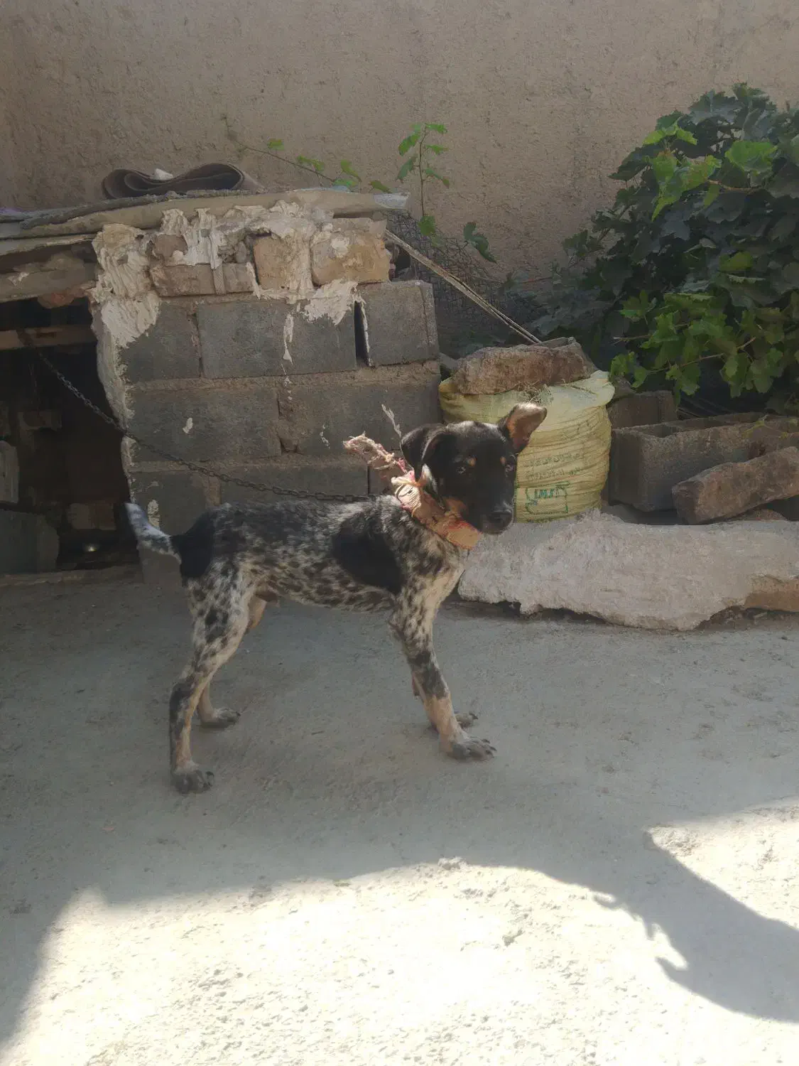 سگ پاکوتاه نر|سگ|شیروان (خراسان), |دیوار