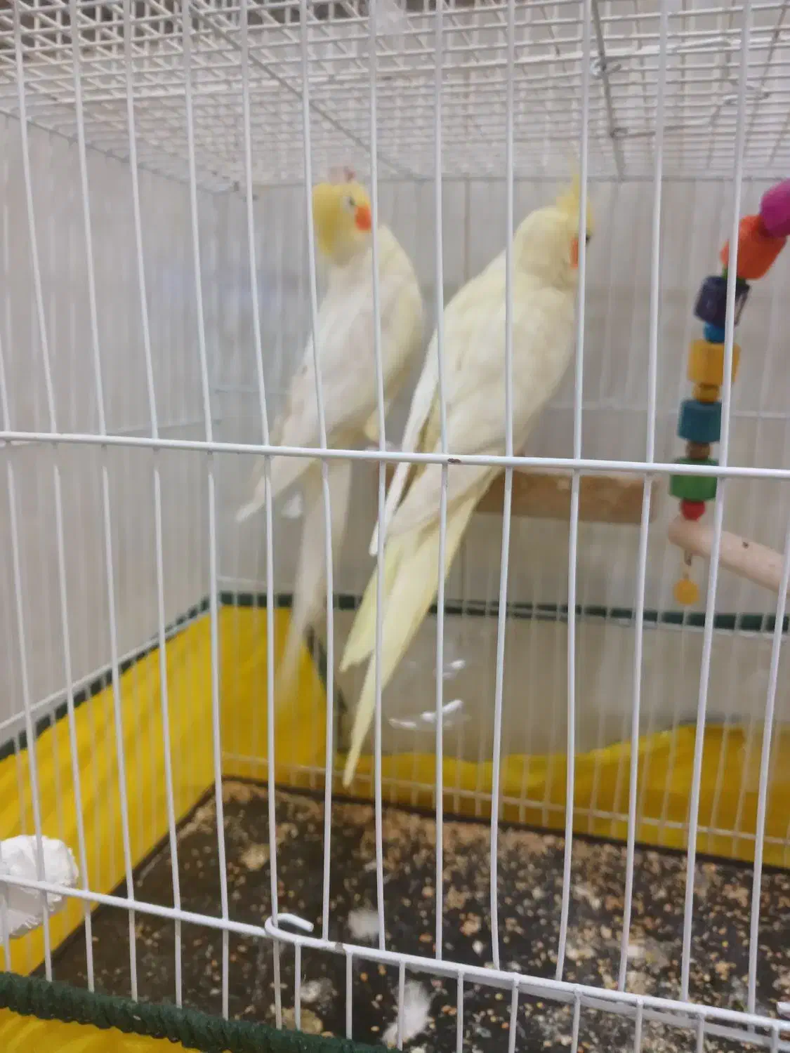 عروس هلندی با قفس|پرنده|تربت جام, میرقوام الدین|دیوار