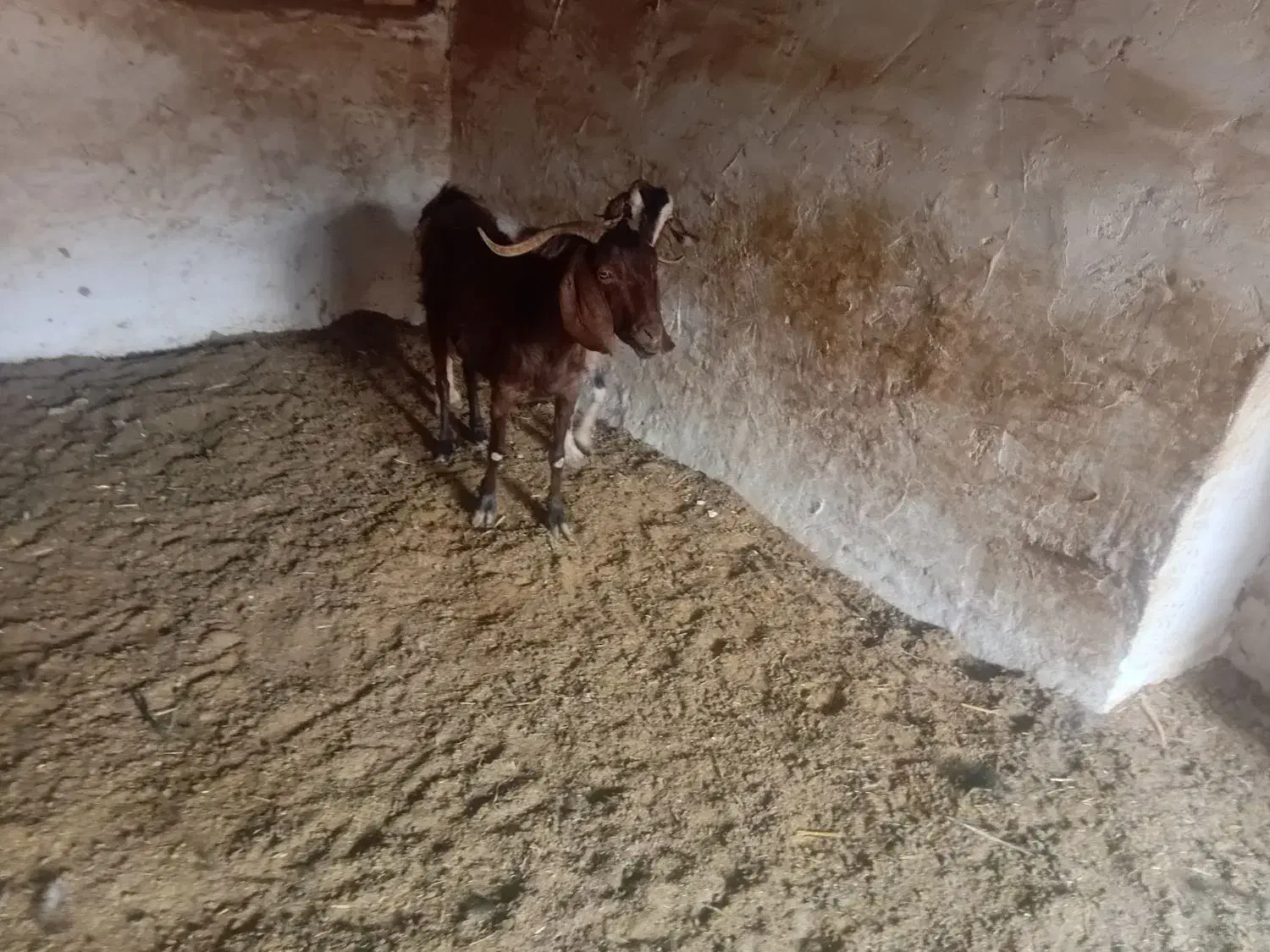 دوتا بز|حیوانات مزرعه|آران و بیدگل, |دیوار