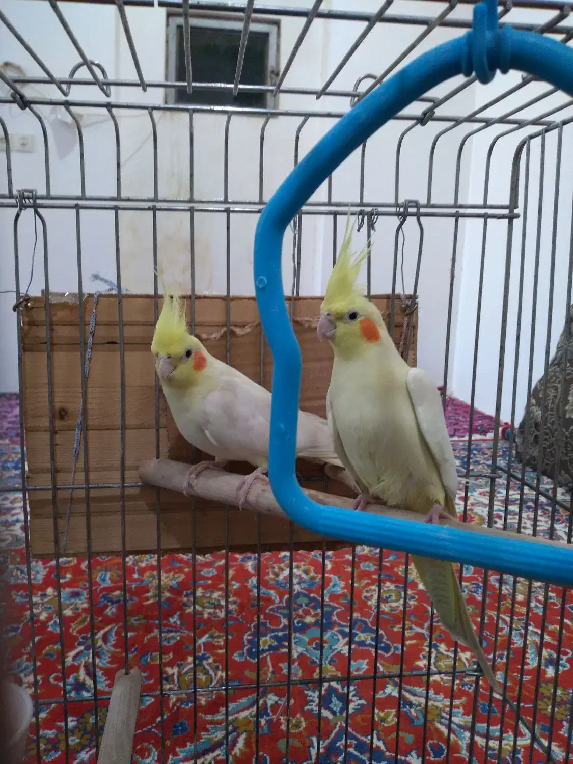 عروس هلندی لوتینو|پرنده|دره شهر, |دیوار