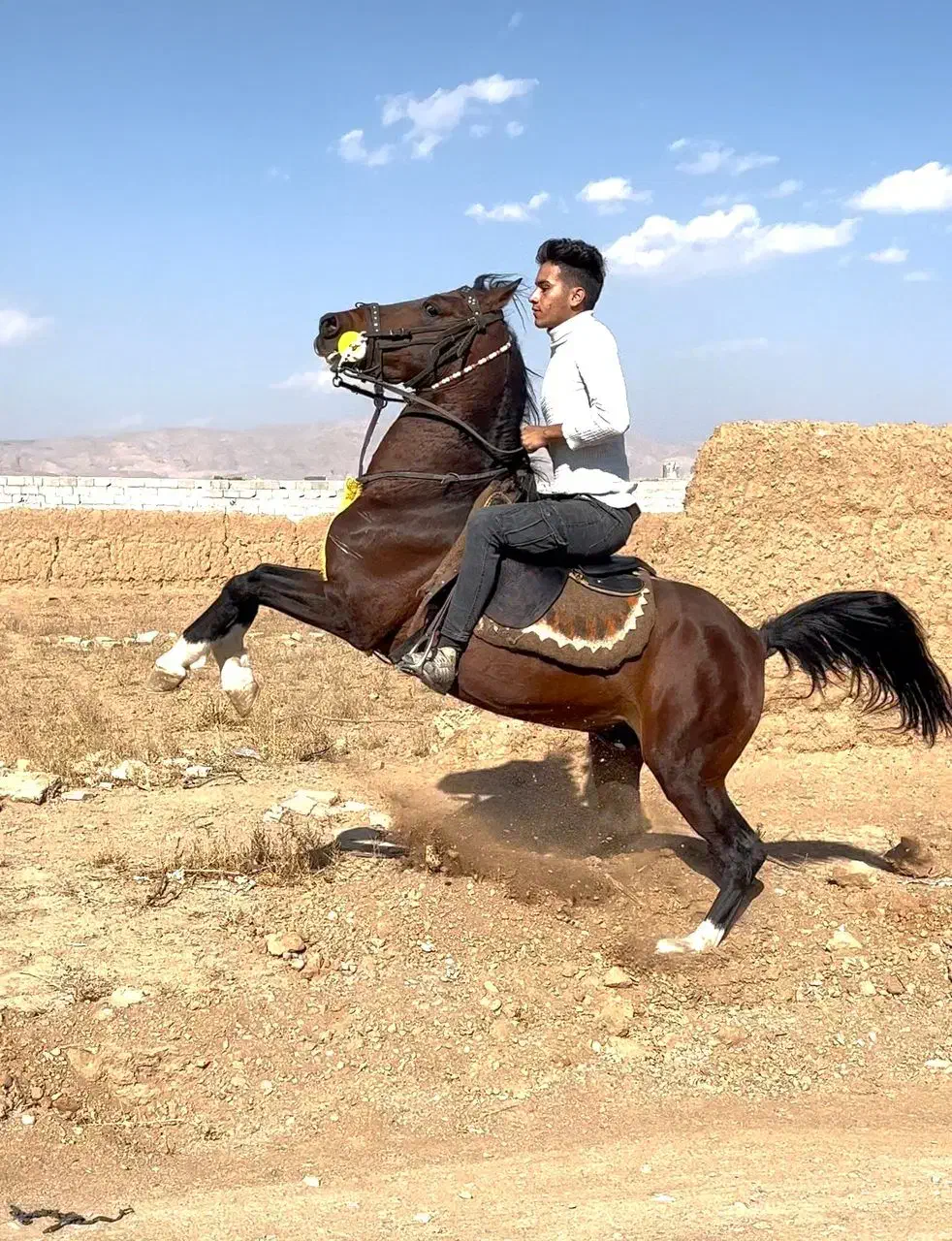 اسب کرد|اسب و تجهیزات اسب‌سواری|تهران, منیریه|دیوار