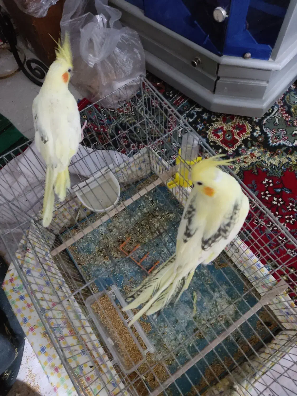 عروس هلندی|پرنده|ملکان, |دیوار