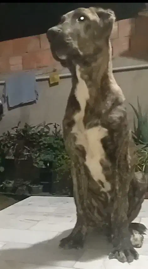 فریاد توله ۵ ماهه بچه غول خراسانی|سگ|تهران, زعفرانیه|دیوار