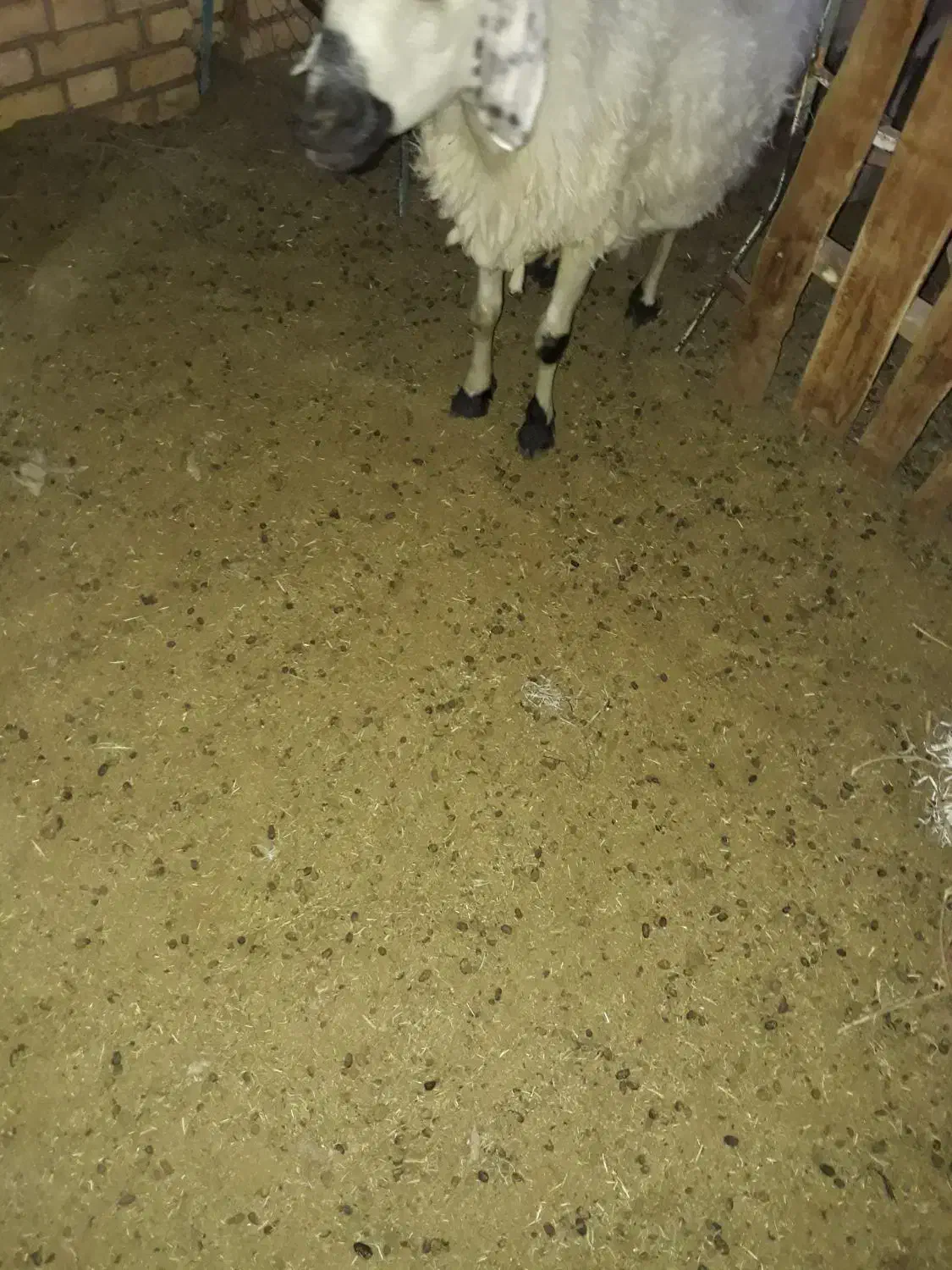 کودگوسفنددرجه یک محدوده شهر|خدمات باغبانی و درختکاری|رفسنجان, |دیوار