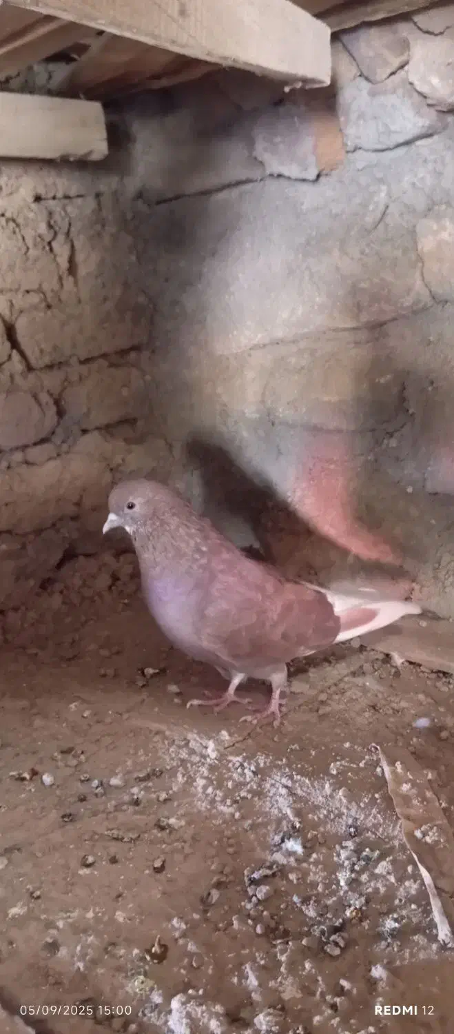 کبوتر|پرنده|سلفچگان, |دیوار