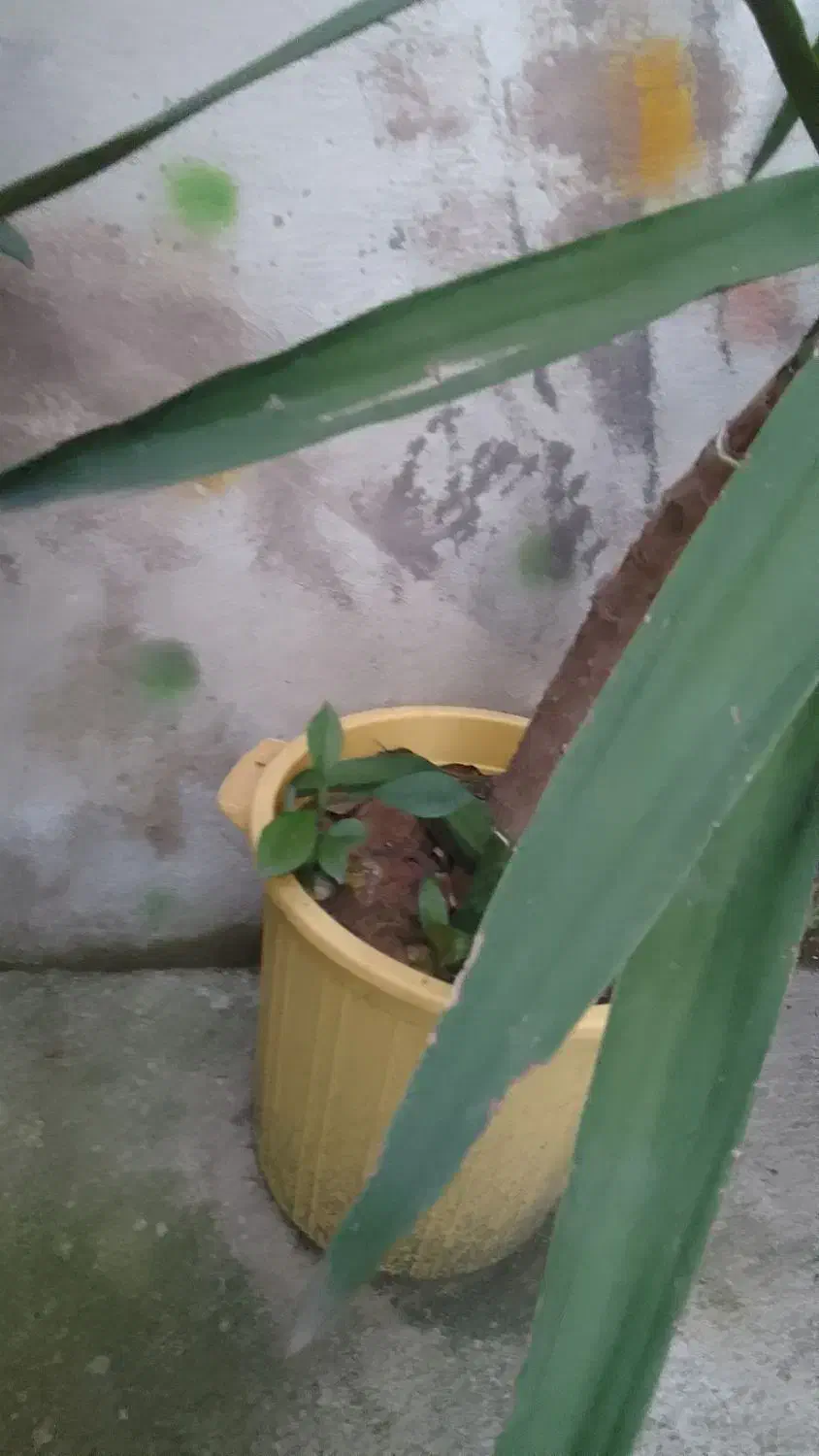 یوکا|گل و گیاه طبیعی|رشت, پاره بیجار|دیوار