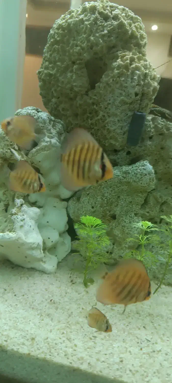 ماهی آکواریومی|ماهی|مهاباد (آذربایجان غربی), |دیوار