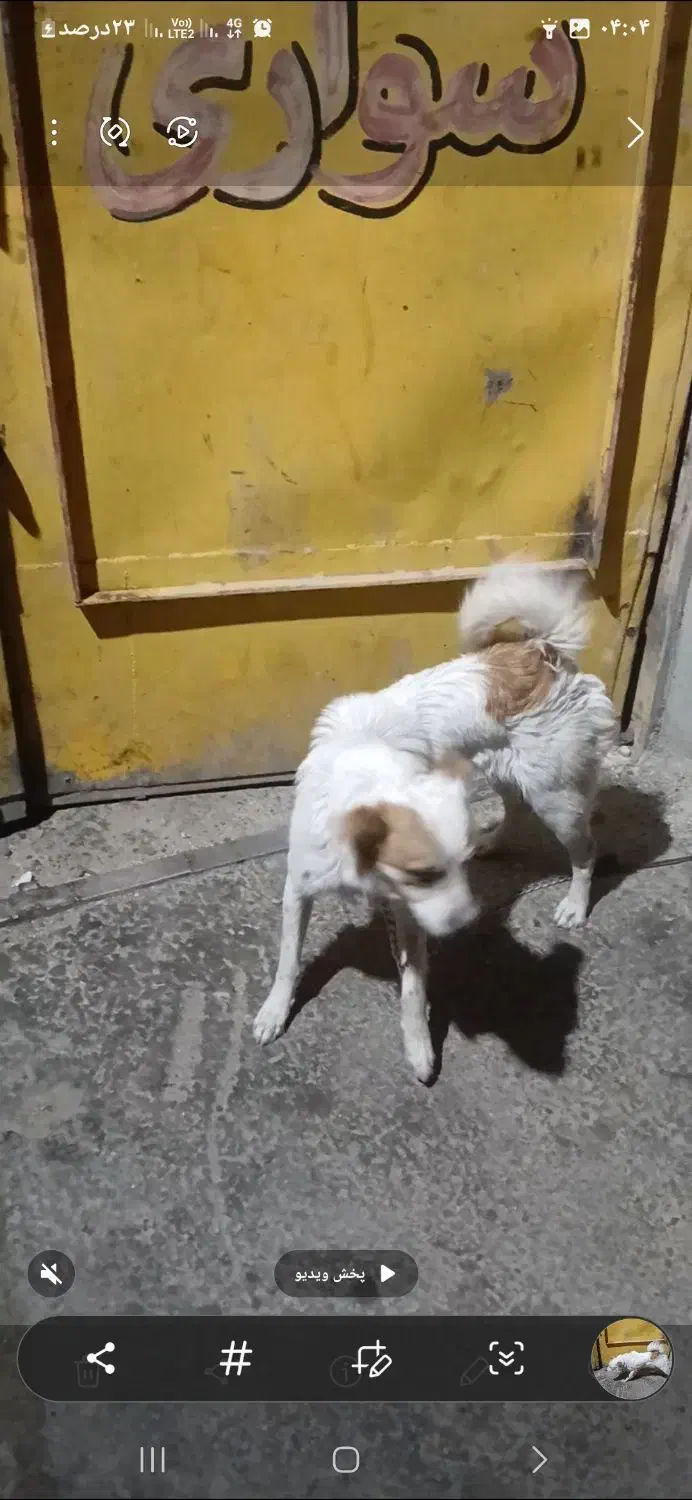 سگ اشپیتز|سگ|شیراز, کوشک میدان|دیوار