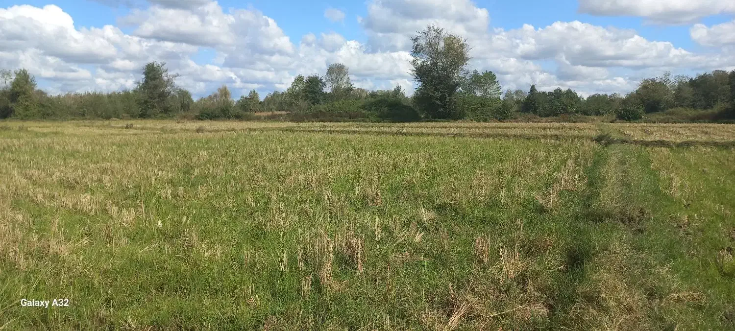 فروش شالیزار مکانیزه به متراژ ۱۵۶۰ متر مربع|فروش زمین و ملک کلنگی|سیاهکل, |دیوار
