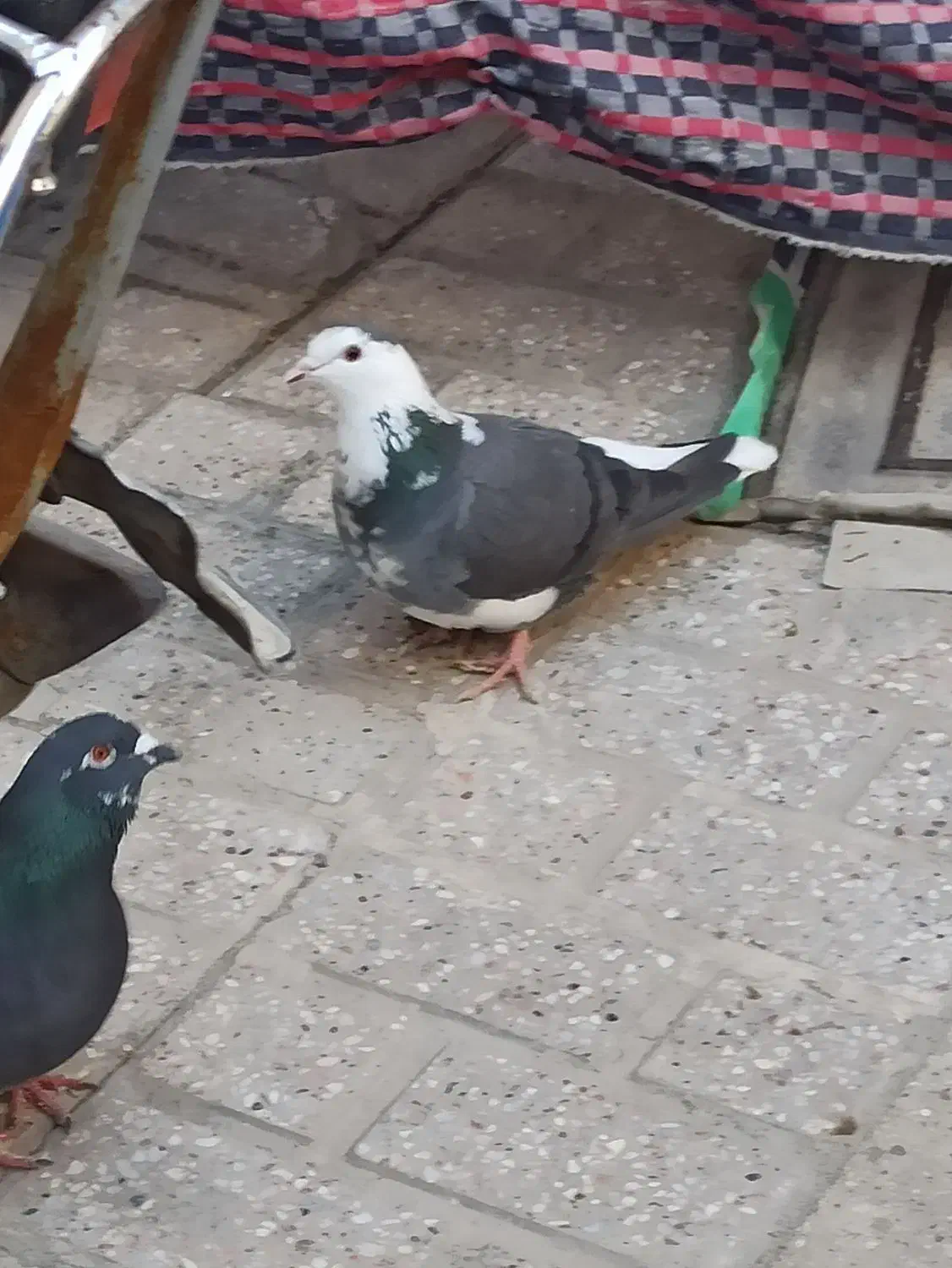 گمشده کفتر|حیوانات|مشهد, انقلاب|دیوار