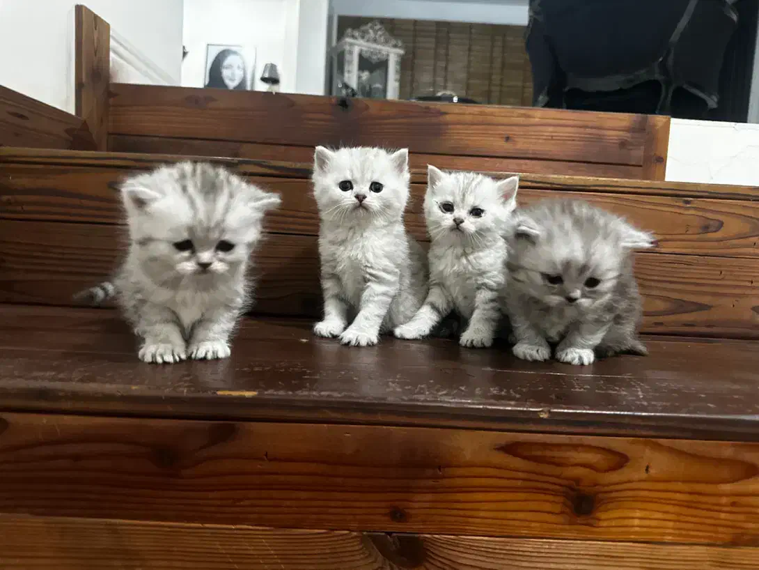 بچه گربه های اسکاتیش|گربه|تهران, بلوار کشاورز|دیوار