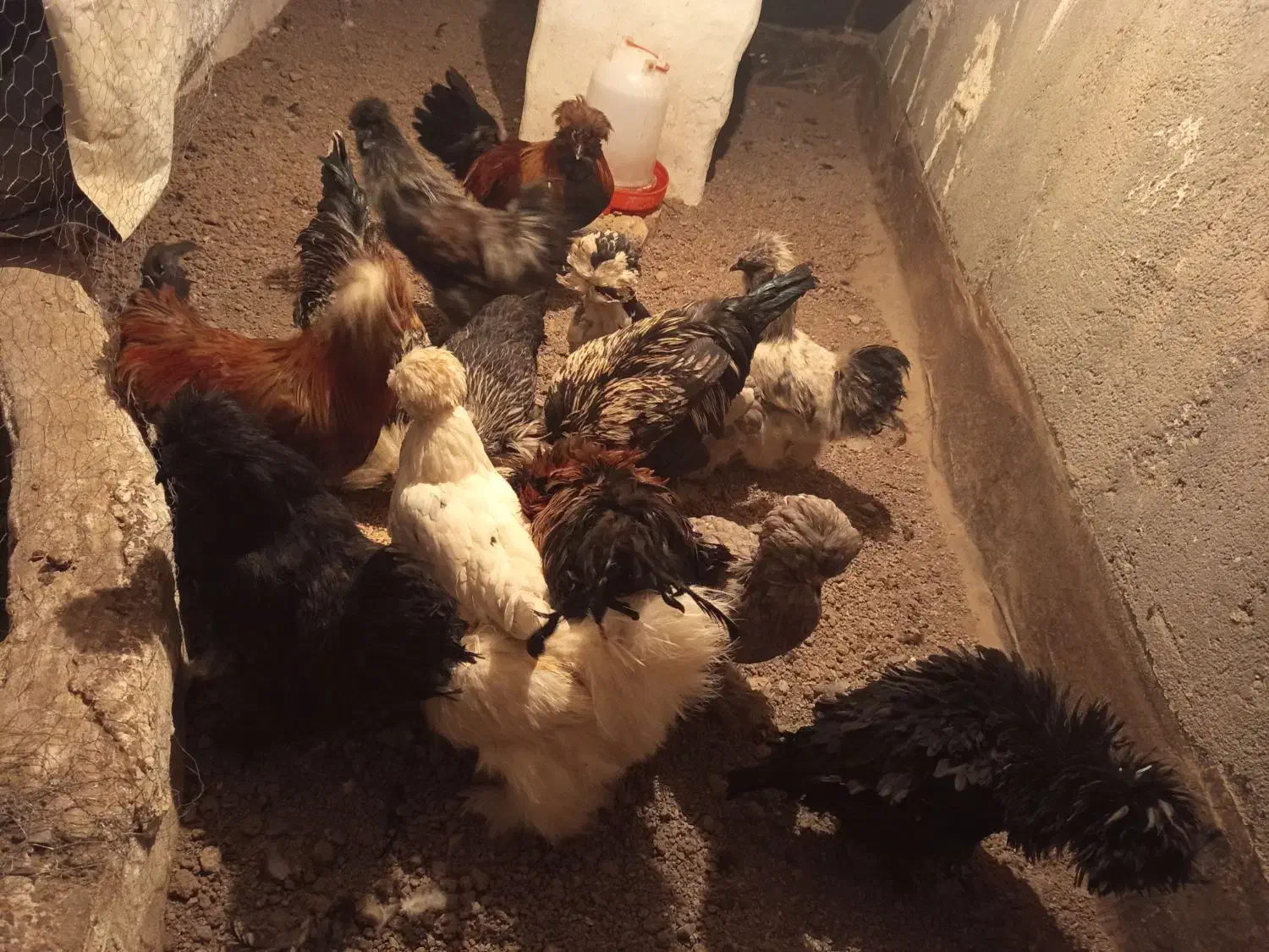 مرغ و خروس پرپا کاکلی|حیوانات مزرعه|تربتحیدریه, میدان مرکزی|دیوار