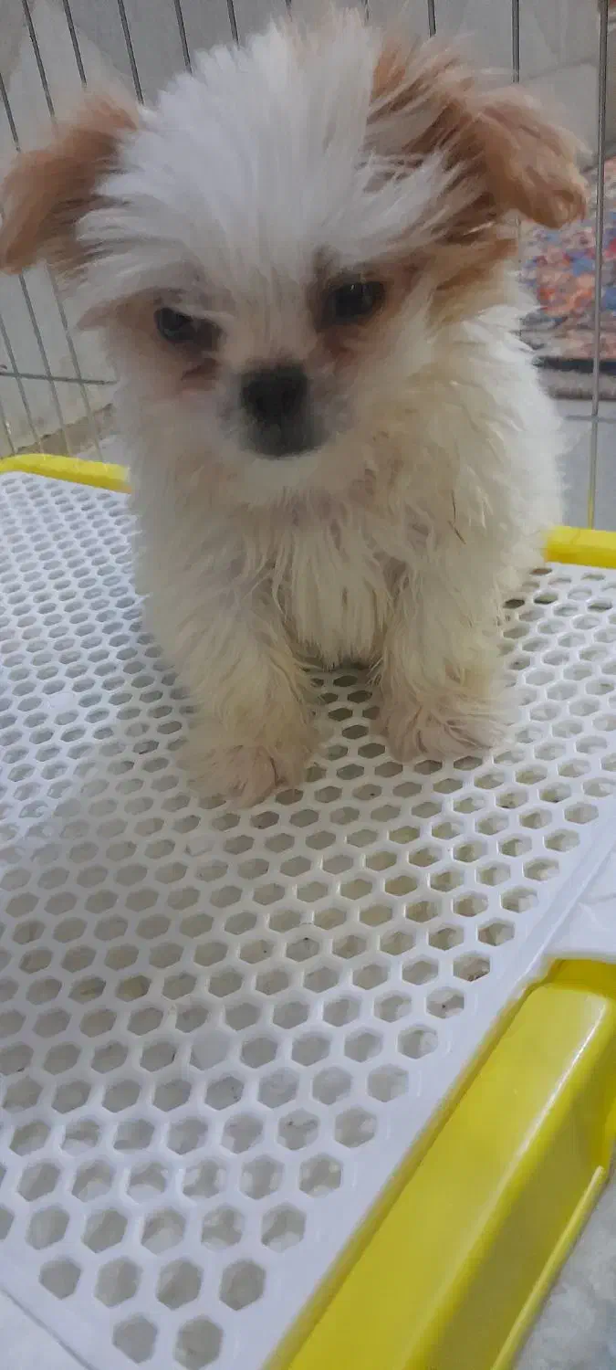 واگذاری توله سگ عروسکی نژاد شیرانین|سگ|رفسنجان, |دیوار