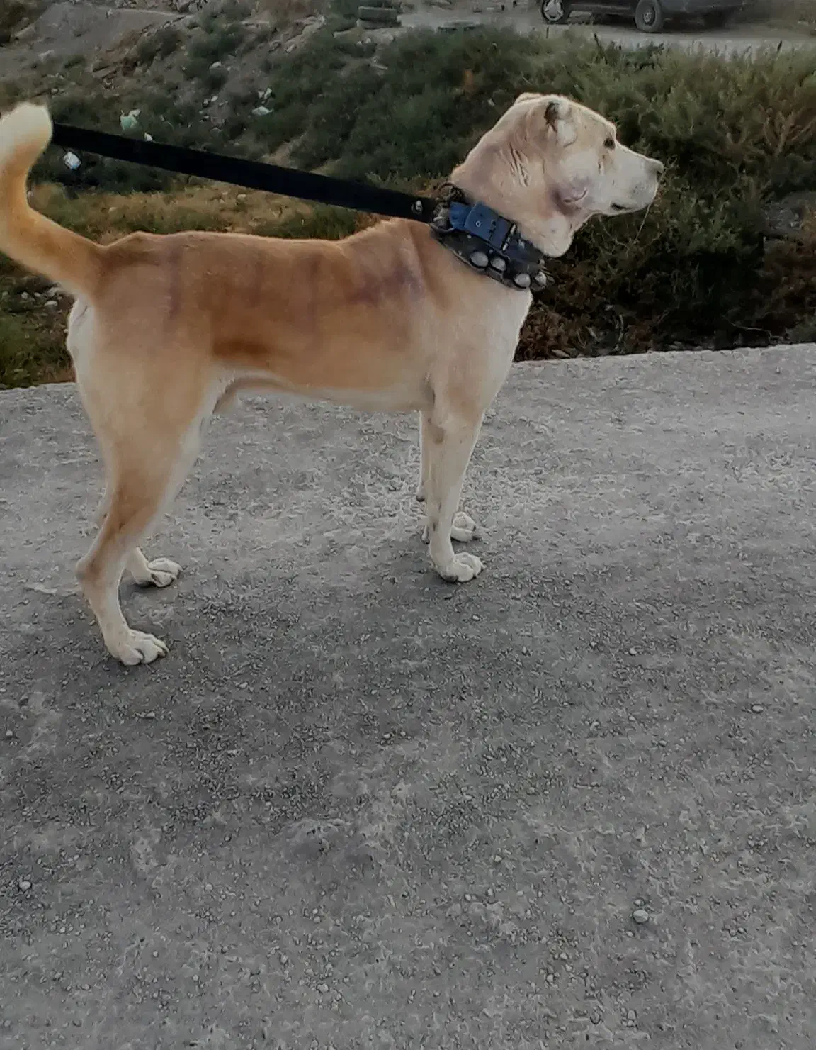 سگ ...حیوان|سگ|شیروان (خراسان), |دیوار