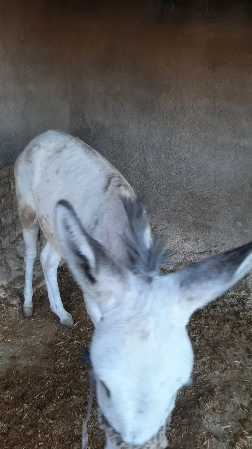 حیوانات مزرعه|حیوانات مزرعه|کوهدشت, |دیوار