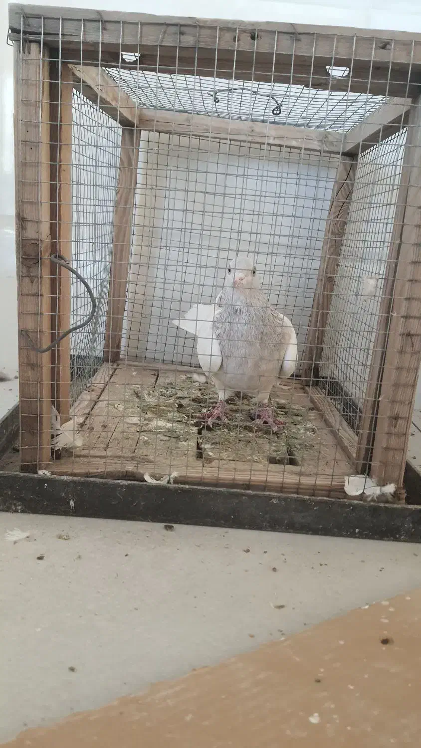 کبوتر|پرنده|اقلید, |دیوار