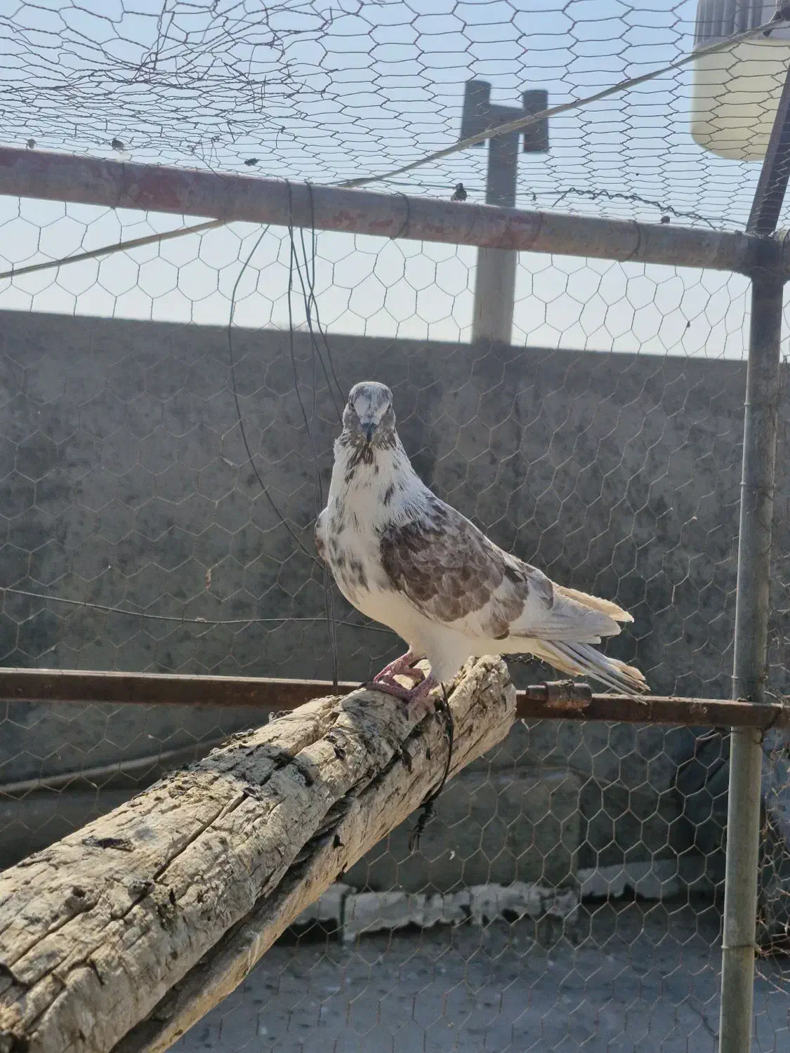 کفتر پرشی|پرنده|اردکان, |دیوار