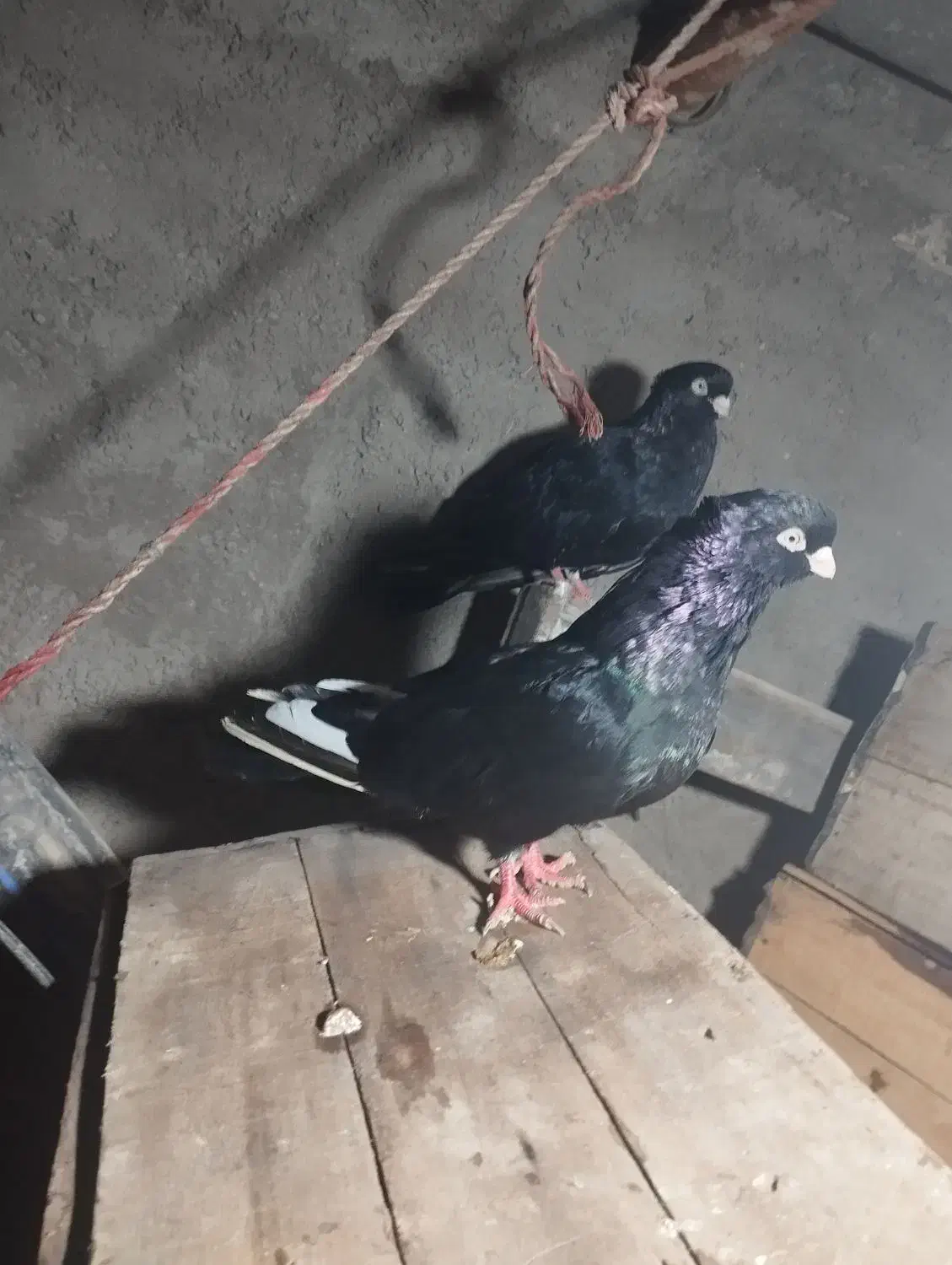 جفت صرب|پرنده|شادگان, |دیوار