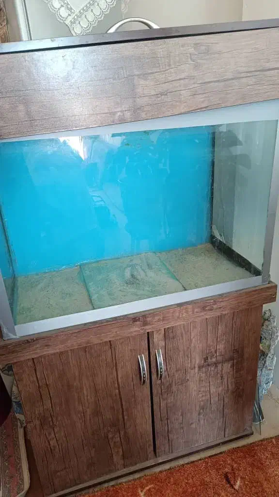 آکواریوم فروشی قیمت مقطوع|ماهی|محمدشهر, یزدیها|دیوار