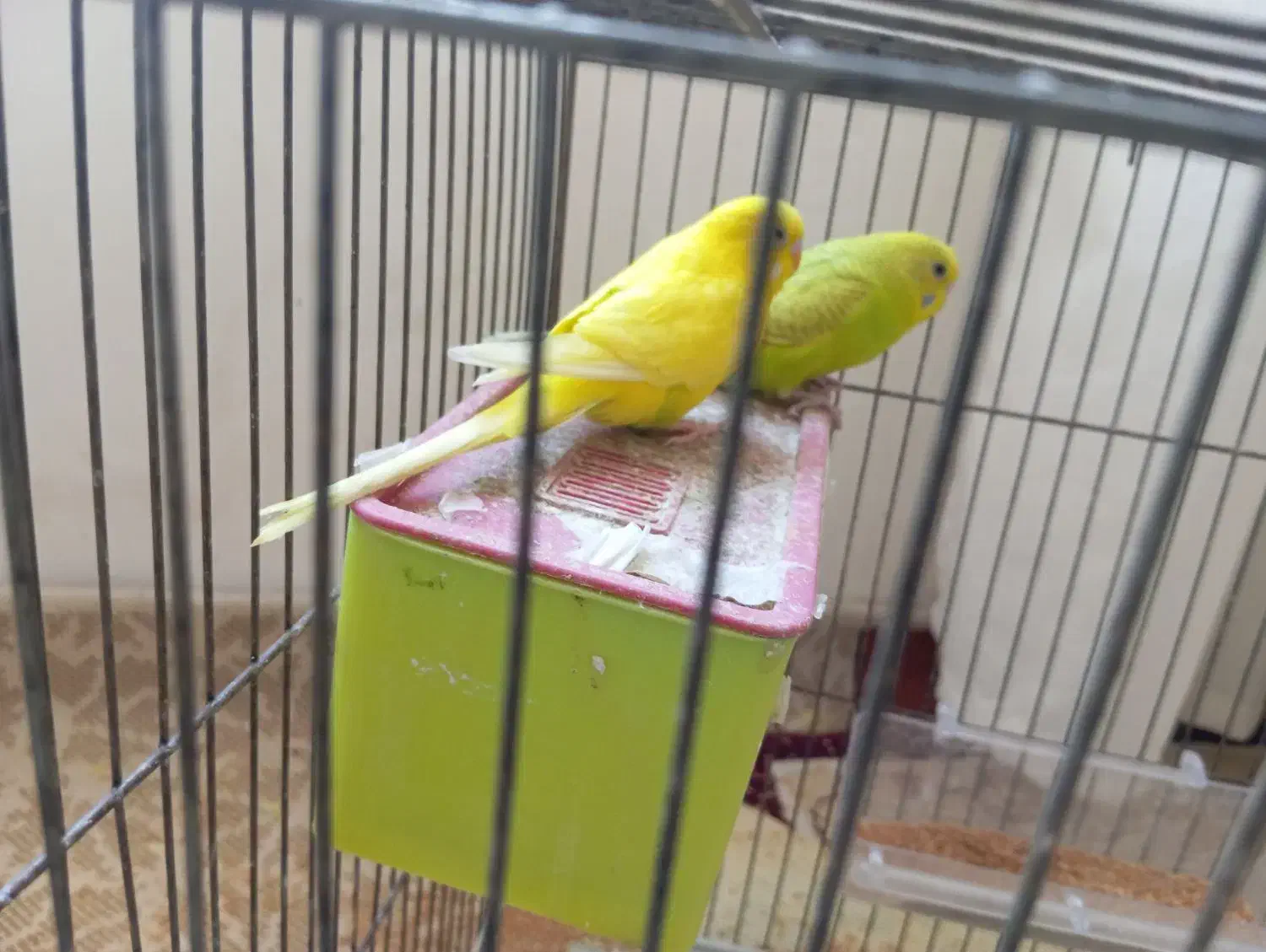 مرغ عشق|پرنده|سراب, |دیوار