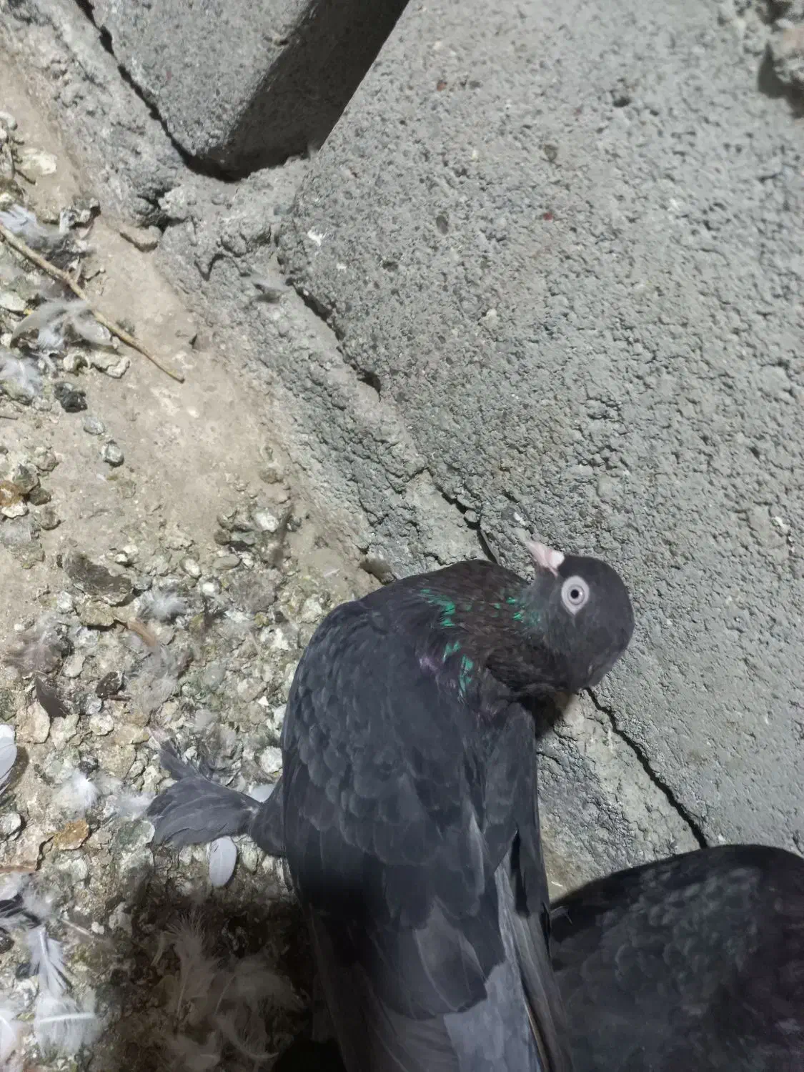 گره زمینی|پرنده|بند زرک, |دیوار