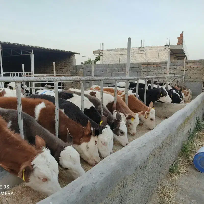 گوساله نر|حیوانات مزرعه|ساوه, |دیوار