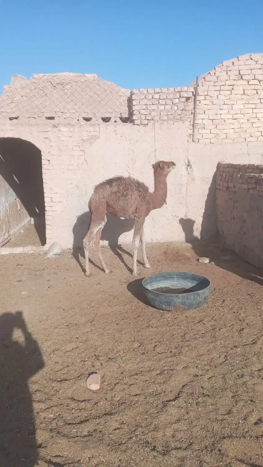 هاشی نر|حیوانات مزرعه|سرایان, |دیوار