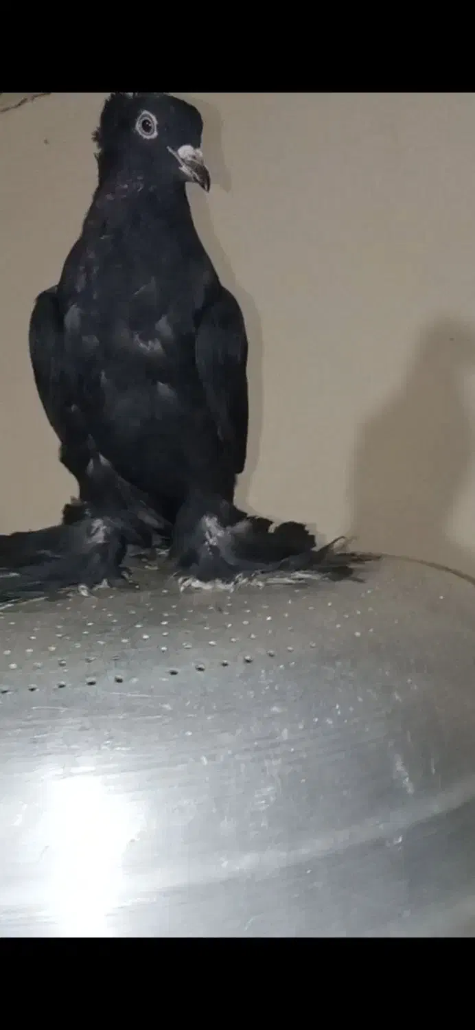 کبوتر|پرنده|ایلخچی, |دیوار