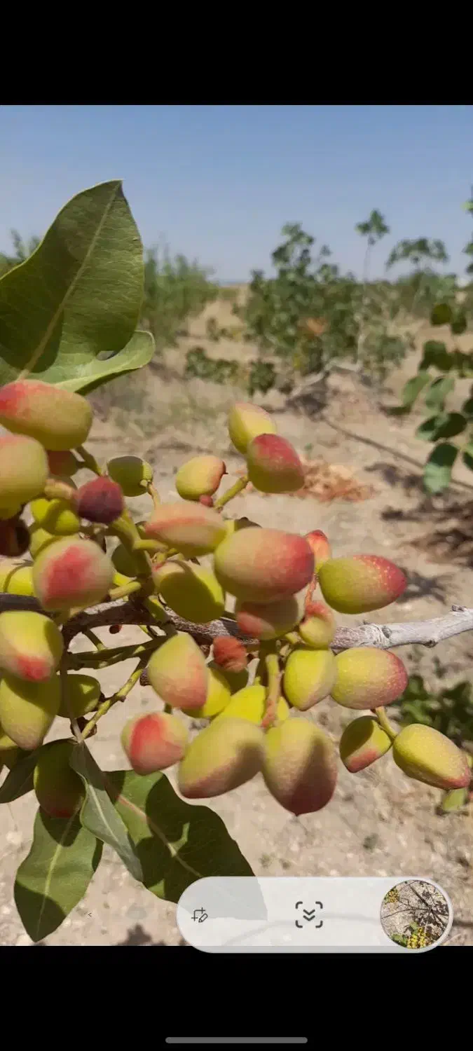 باغچه ۶هزارمتری باسند تک برگ|فروش زمین و ملک کلنگی|زرندیه, |دیوار