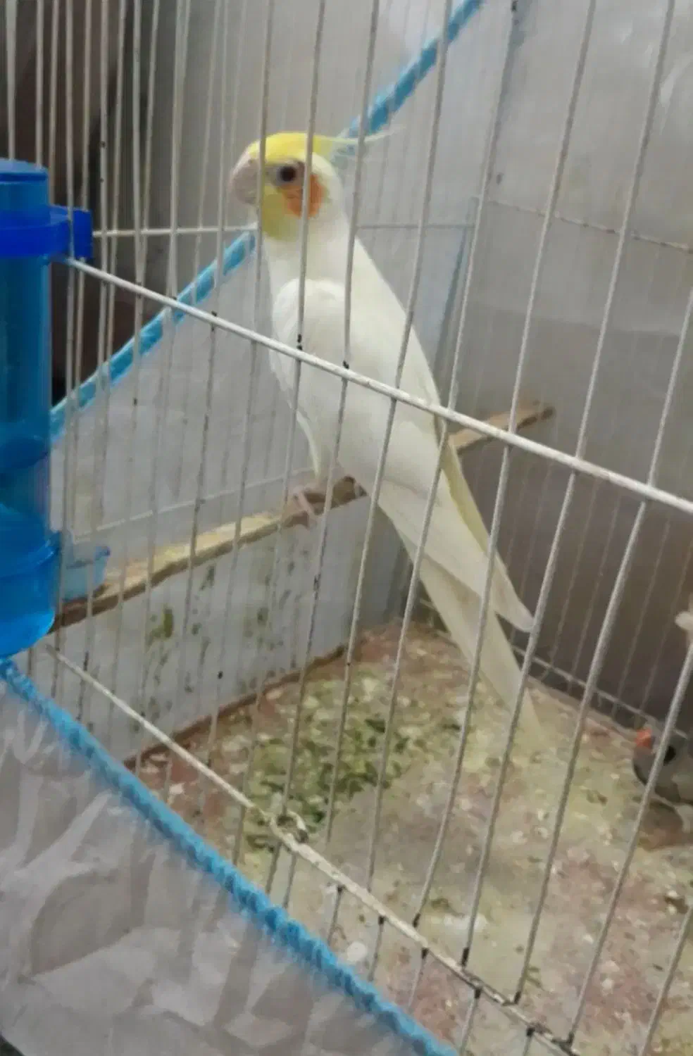 عروس هلندی|پرنده|کلاله, |دیوار