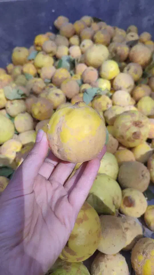 به تازه بوانات|خوردنی و آشامیدنی|شیراز, شهرک صدا و سیما|دیوار