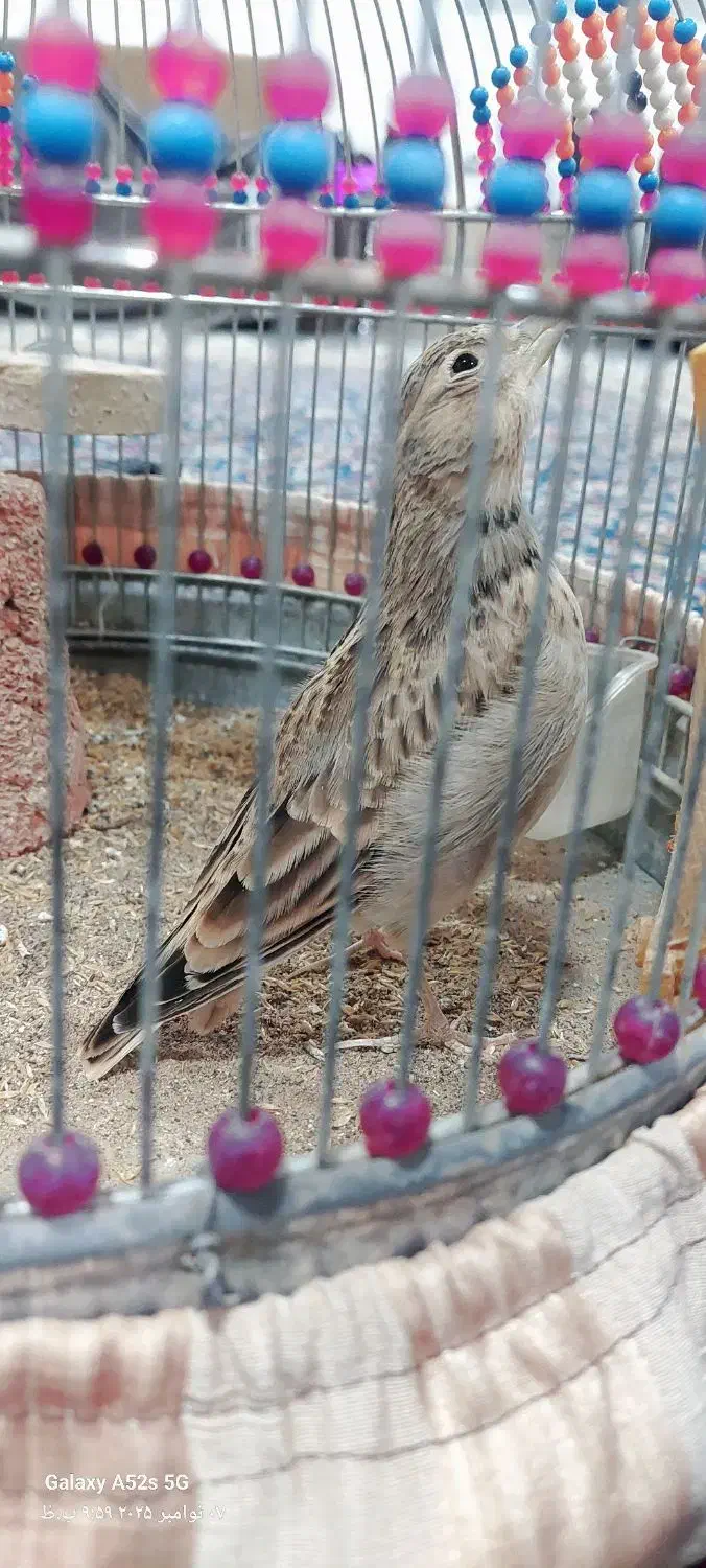 قناری مست بخون|پرنده|تربت جام, حافظ|دیوار