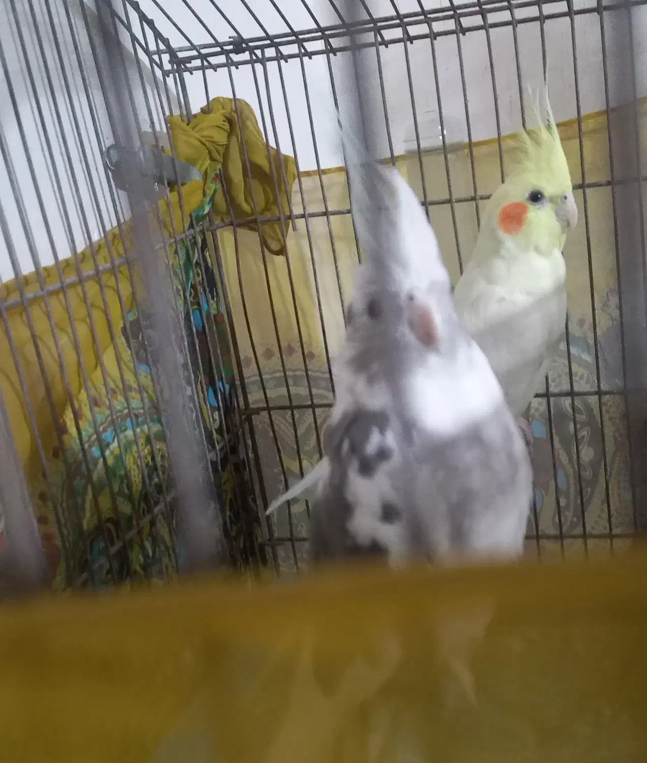 طوطی عروس|پرنده|محمدیه-قزوین, |دیوار